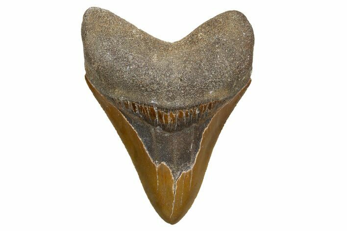 Serrated, Fossil Megalodon Tooth - North Carolina #345651